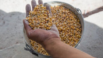 Foto de archivo de cereal en la localidad ucraniana de Myrhorod.