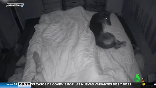 La impresionante reacción de esta perra cuando su dueño va a sufrir una crisis epiléptica La impresionante reacción de esta perra cuando su dueño va a sufrir una crisis epiléptica