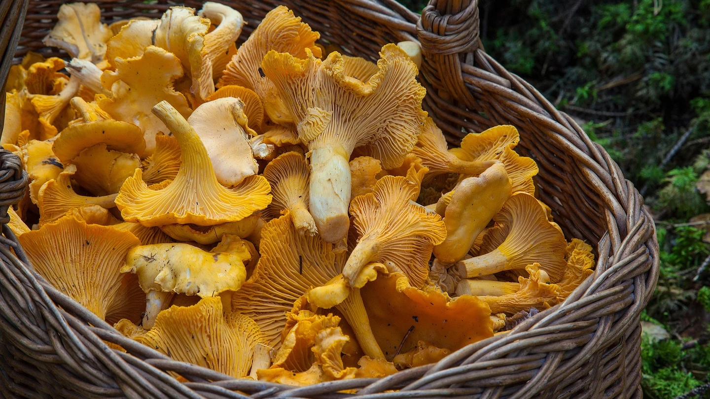 Estos son los 10 alimentos que no pueden faltar en tu dieta este otoño Estos son los 10 alimentos que no pueden faltar en tu dieta este otoño