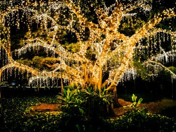 Imagen de archivo de un árbol con luces