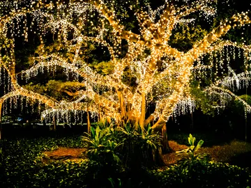 Imagen de archivo de un árbol con luces Imagen de archivo de un árbol con luces