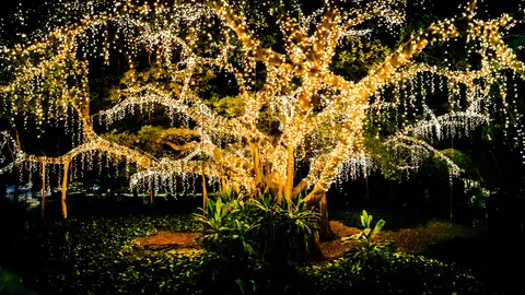 Imagen de archivo de un árbol con luces Imagen de archivo de un árbol con luces