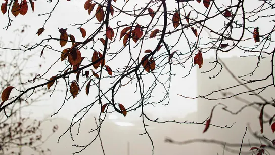 Detalle del escaso follaje de un árbol en un parque de Logroño Detalle del escaso follaje de un árbol en un parque de Logroño