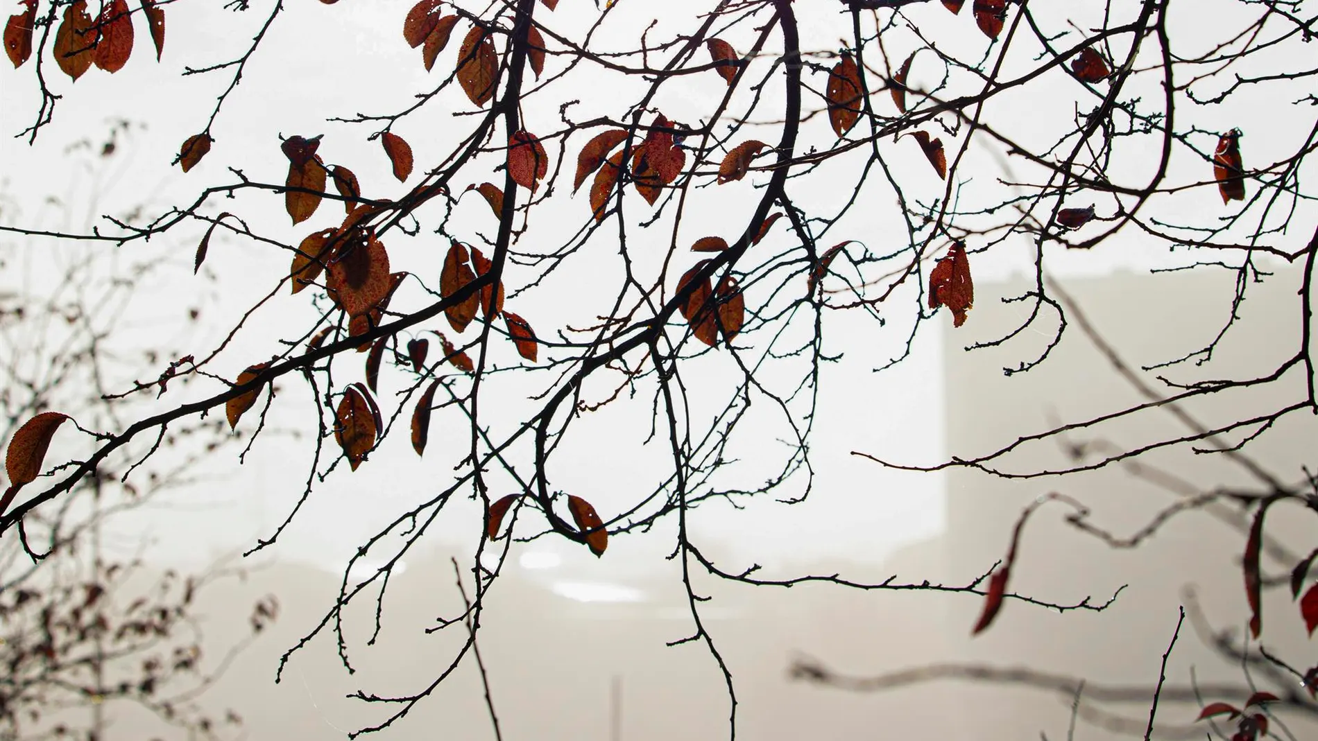 Detalle del escaso follaje de un árbol en un parque de Logroño