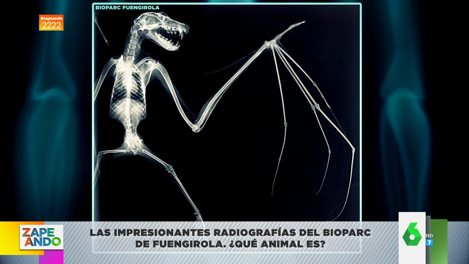 radiografías animales