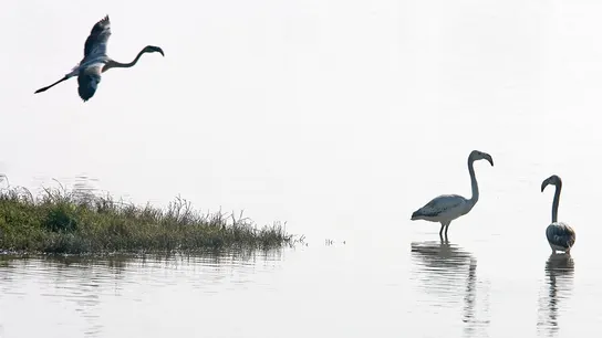 La laguna artificial de Doñana, la solución ante la ausencia de lluvias y su "dramática situación" La laguna artificial de Doñana, la solución ante la ausencia de lluvias y su "dramática situación"