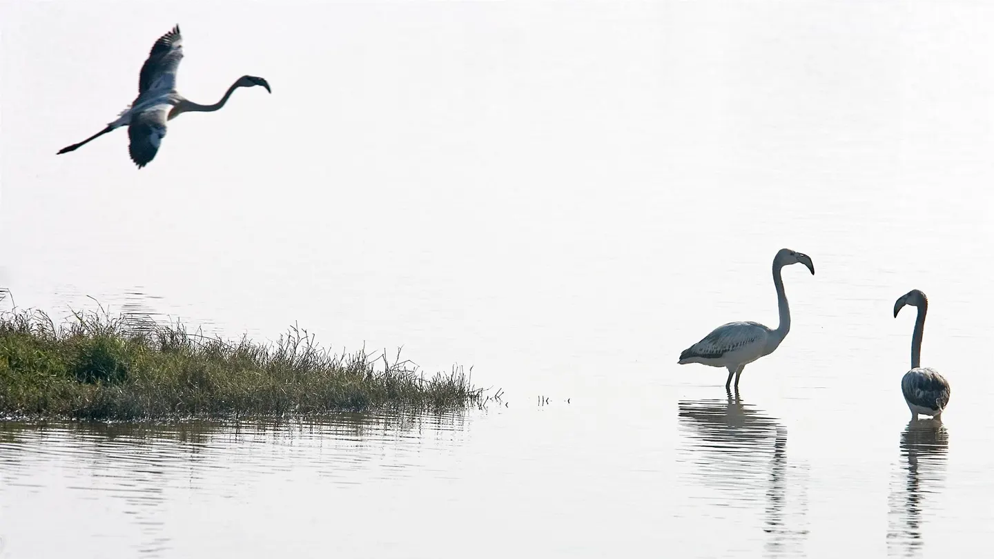 La laguna artificial de Doñana, la solución ante la ausencia de lluvias y su "dramática situación" La laguna artificial de Doñana, la solución ante la ausencia de lluvias y su "dramática situación"