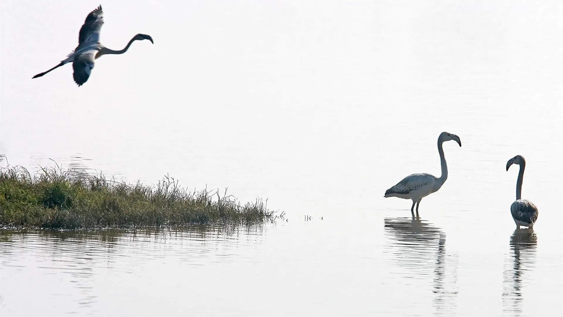 La laguna artificial de Doñana, la solución ante la ausencia de lluvias y su "dramática situación"