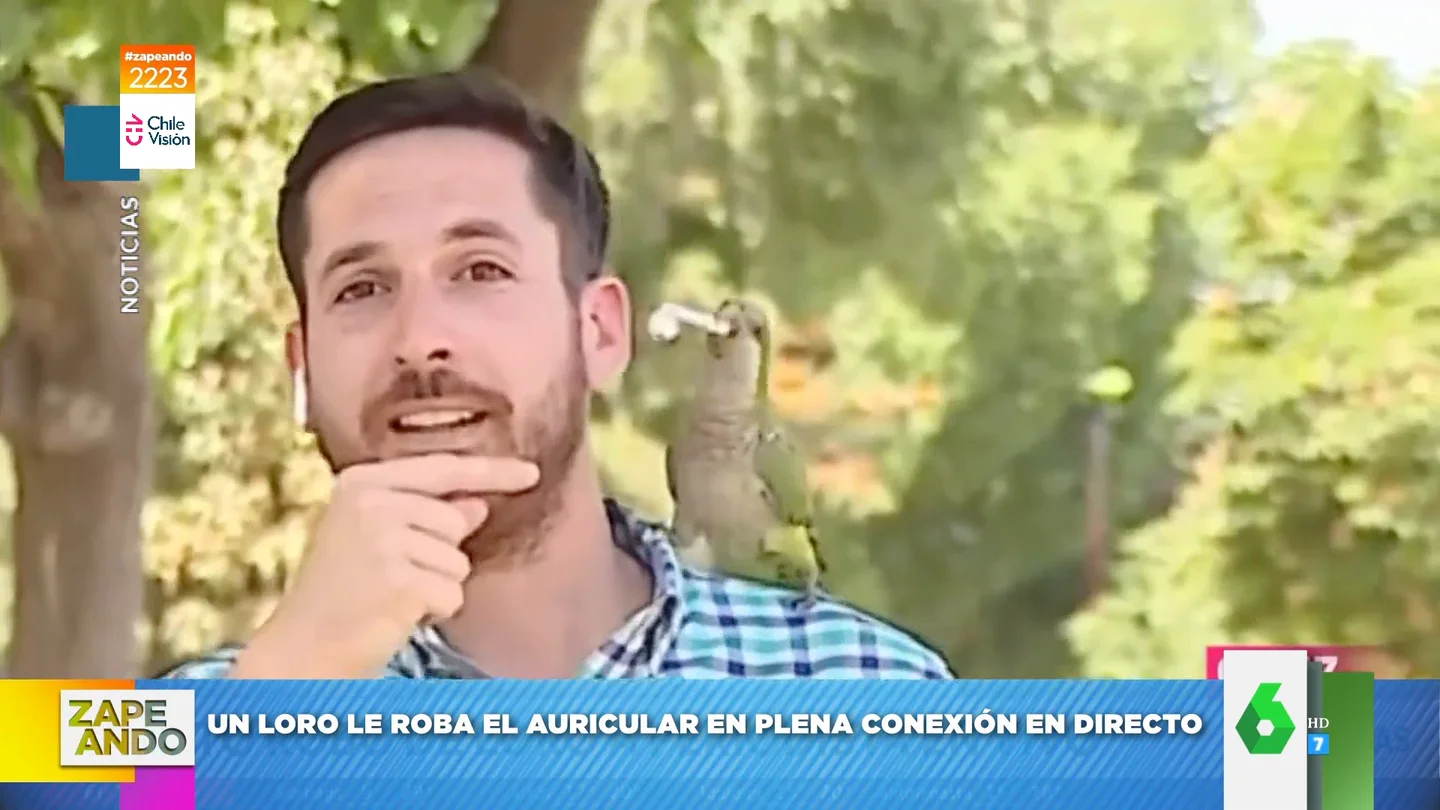 Un loro roba un auricular a un reportero en pleno directo Un loro roba un auricular a un reportero en pleno directo