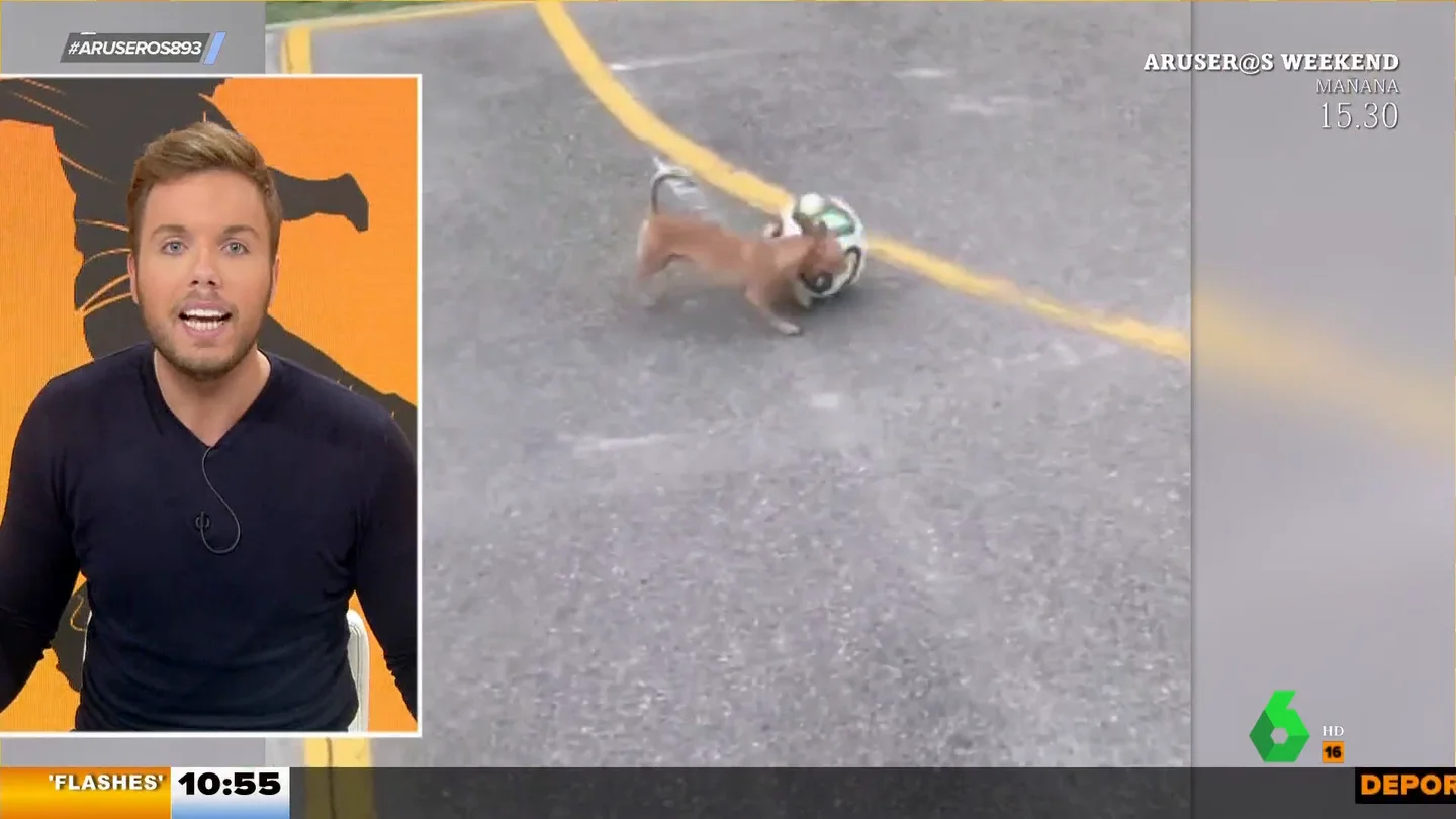El chihuahua futbolista que se ha convertido en viral por su destreza con el balón El chihuahua futbolista que se ha convertido en viral por su destreza con el balón