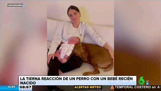 El tierno momento en el que un perro conoce al bebé recién nacido de sus dueños El tierno momento en el que un perro conoce al bebé recién nacido de sus dueños