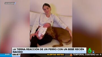 El tierno momento en el que un perro conoce al bebé recién nacido de sus dueños