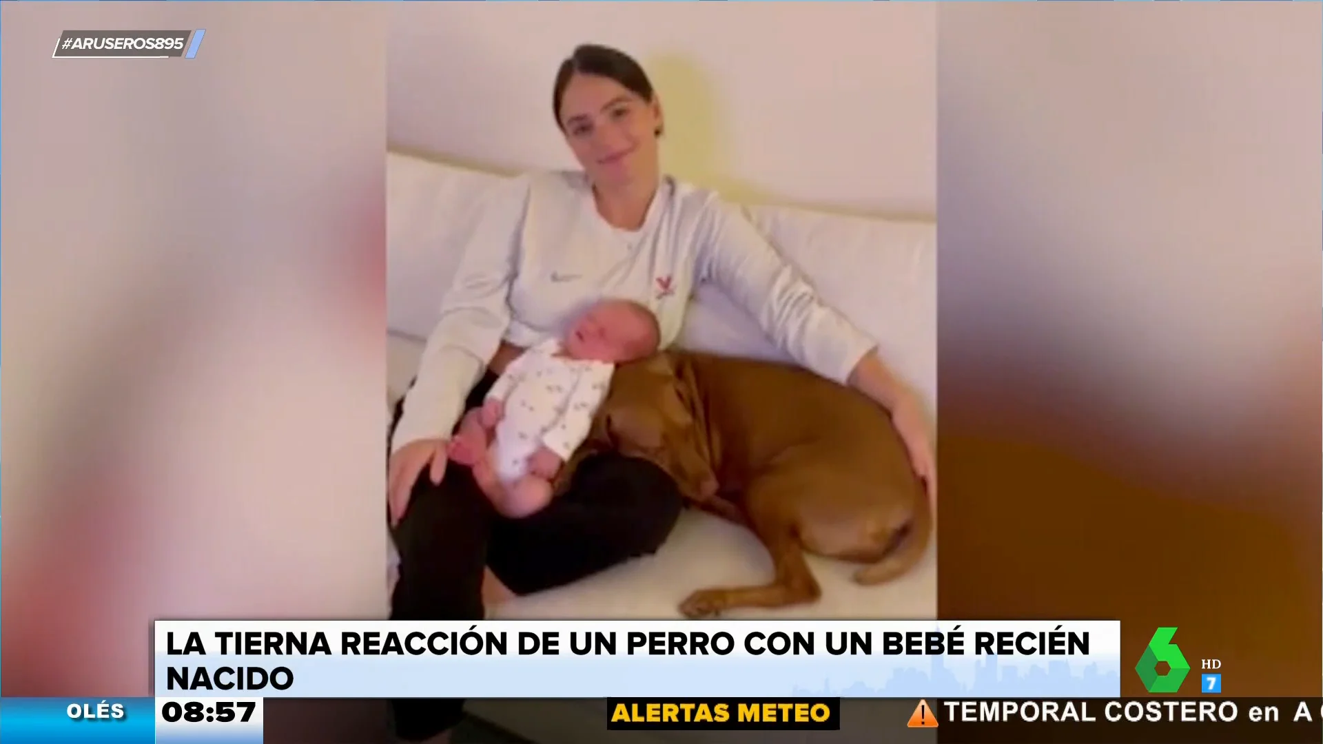 El tierno momento en el que un perro conoce al bebé recién nacido de sus dueños