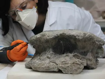 Hallados nuevos restos fosiles de un gran sauropodo en Teruel Hallados nuevos restos fosiles de un gran sauropodo en Teruel