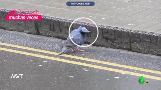Alerta por las palomas 'zombis': el virus que hace que retuerzan su cuello y anden en círculos Alerta por las palomas 'zombis': el virus que hace que retuerzan su cuello y anden en círculos