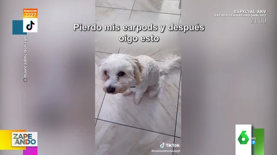 Vídeo viral de un perro al que le sale música de la tripa Vídeo viral de un perro al que le sale música de la tripa
