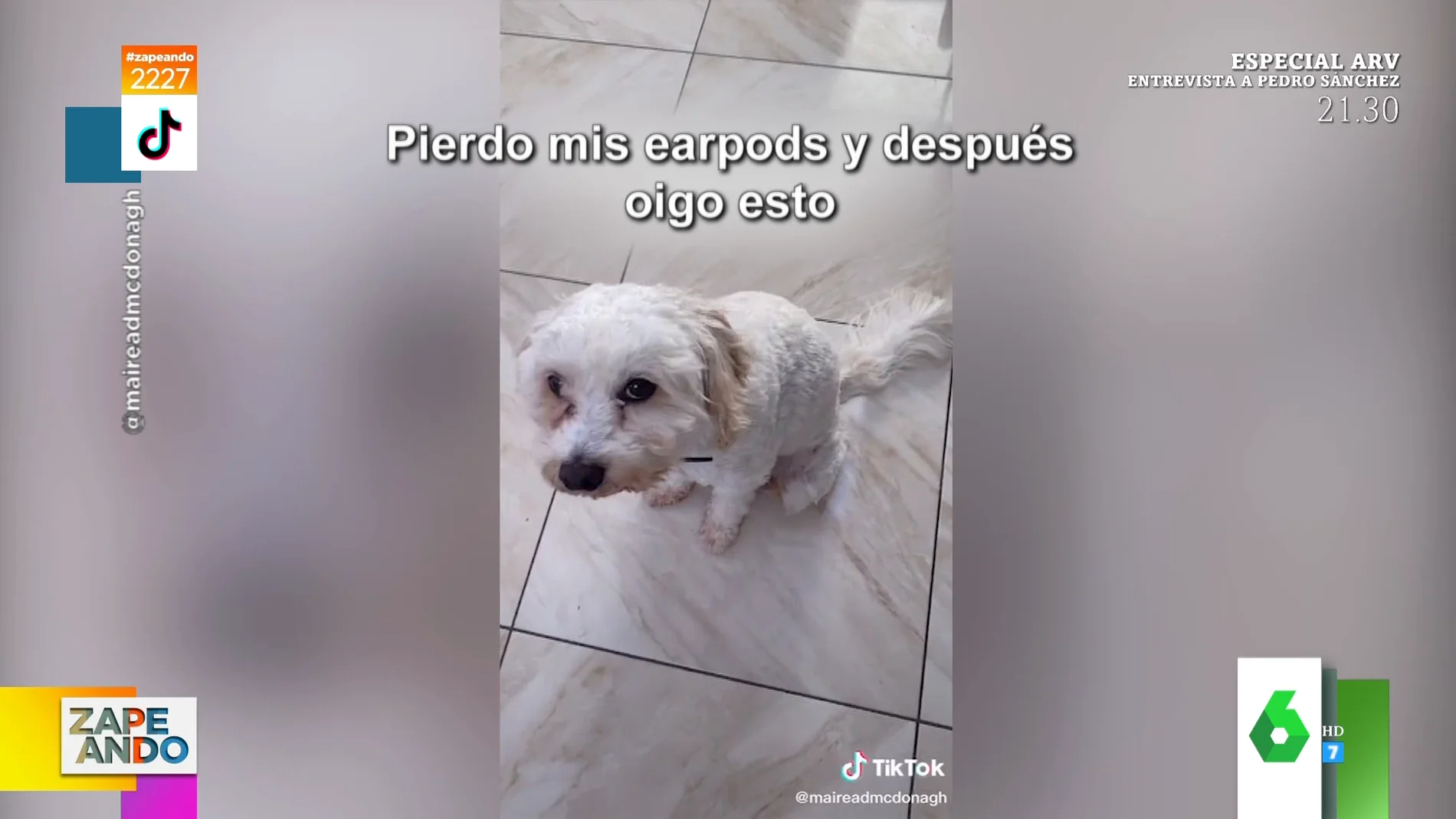 Vídeo viral de un perro al que le sale música de la tripa