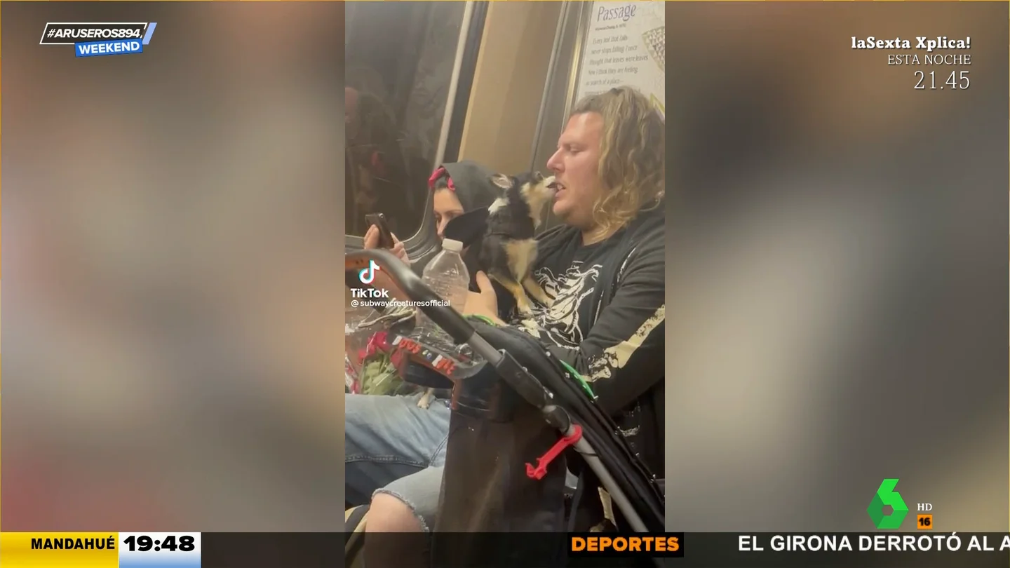 ArusWeekend: una limpieza bucal de perros ArusWeekend: una limpieza bucal de perros