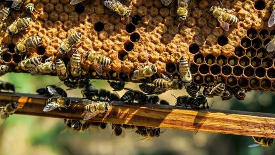 Abejas Abejas