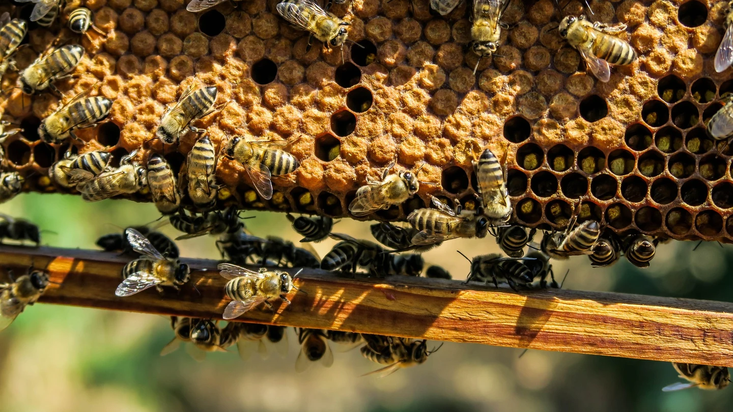 Abejas Abejas