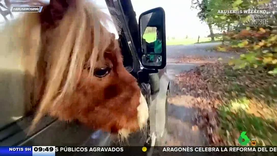 Así es el pony que acaba de ganar el récord Guinness al más pequeño del mundo Así es el pony que acaba de ganar el récord Guinness al más pequeño del mundo