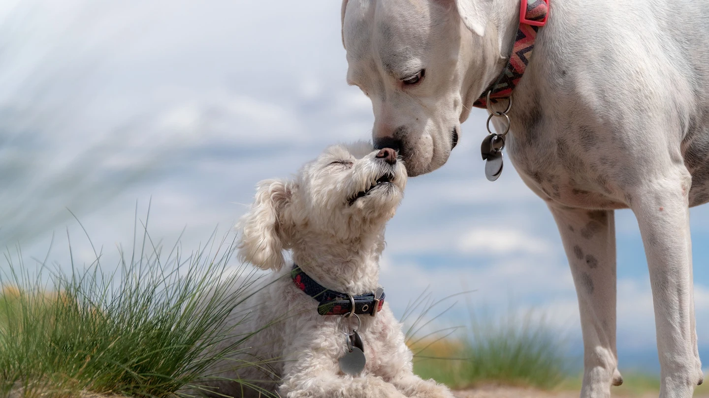 Roma inaugurará un hospital veterinario público y gratuito con urgencias abiertas las 24 horas Roma inaugurará un hospital veterinario público y gratuito con urgencias abiertas las 24 horas