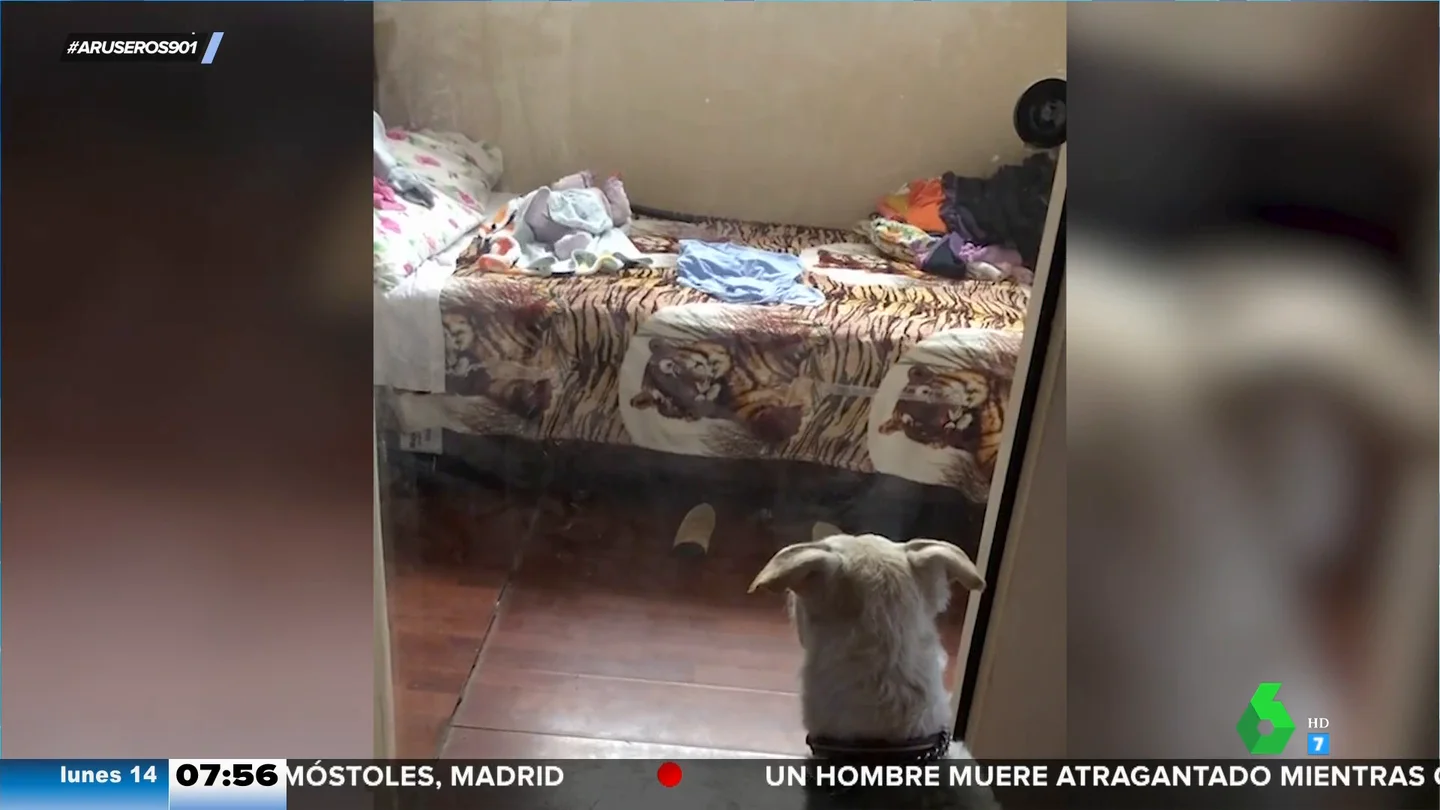 El perro guardián que avisa a la madre de que su bebé está llorando El perro guardián que avisa a la madre de que su bebé está llorando