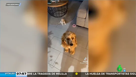 El tierno vídeo viral de un perro adulto que no permite que su dueño regañe a su cachorro El tierno vídeo viral de un perro adulto que no permite que su dueño regañe a su cachorro
