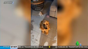 El tierno vídeo viral de un perro adulto que no permite que su dueño regañe a su cachorro