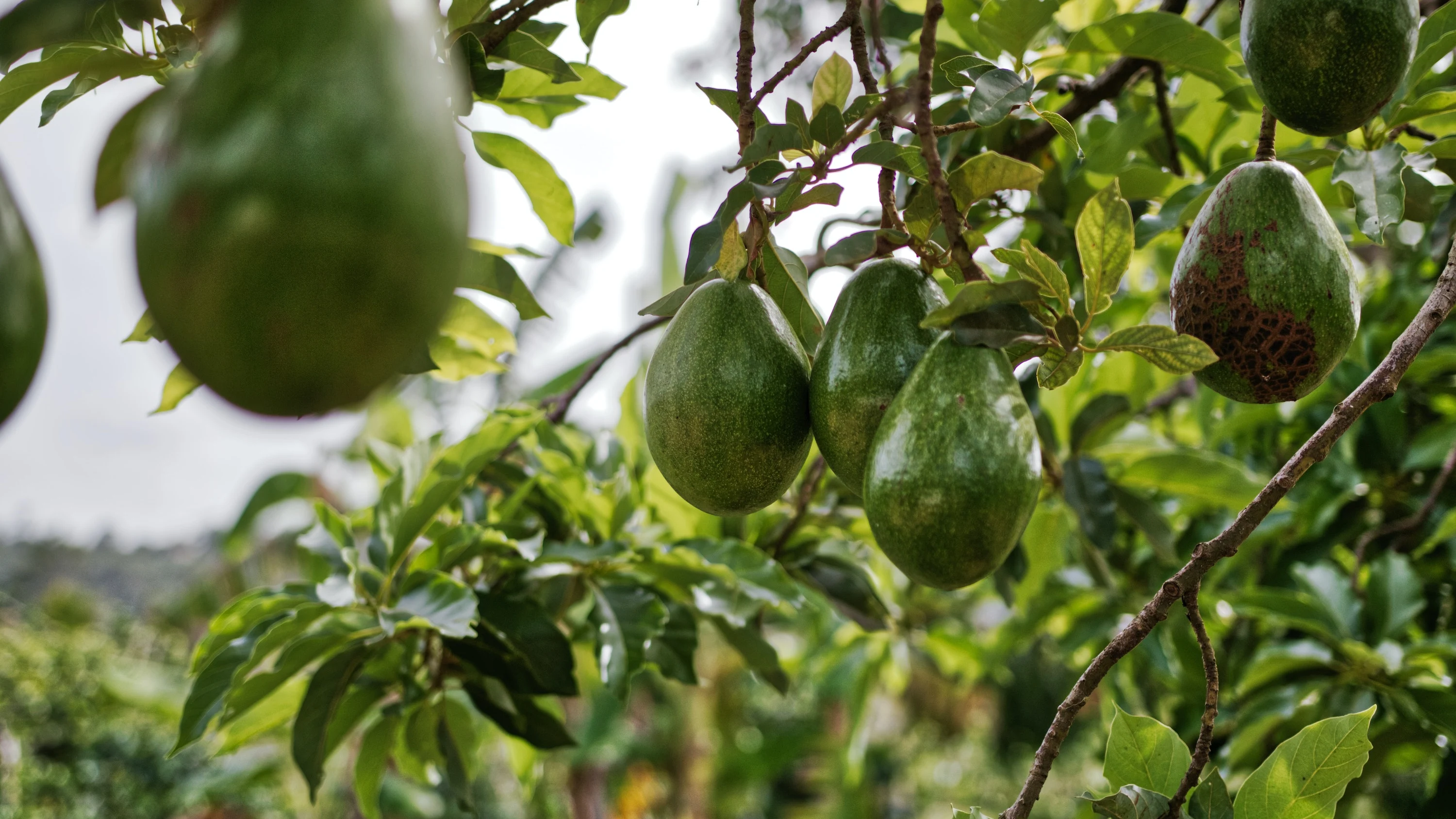 Imagen de archivo de un aguacatero