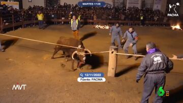 Las imágenes del Toro de Júbilo de Medinaceli: así fue el 'espectáculo' en el que el animal acabó muriendo tras 12 minutos de agonía