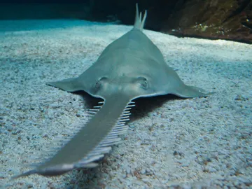 Pez sierra Pez sierra