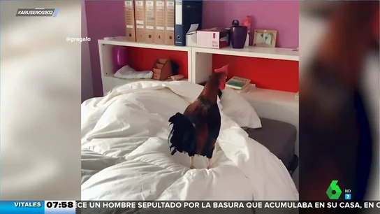 El invento definitivo para despertar a tu pareja: llevar un gallo a la cama El invento definitivo para despertar a tu pareja: llevar un gallo a la cama