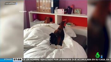 El invento definitivo para despertar a tu pareja: llevar un gallo a la cama