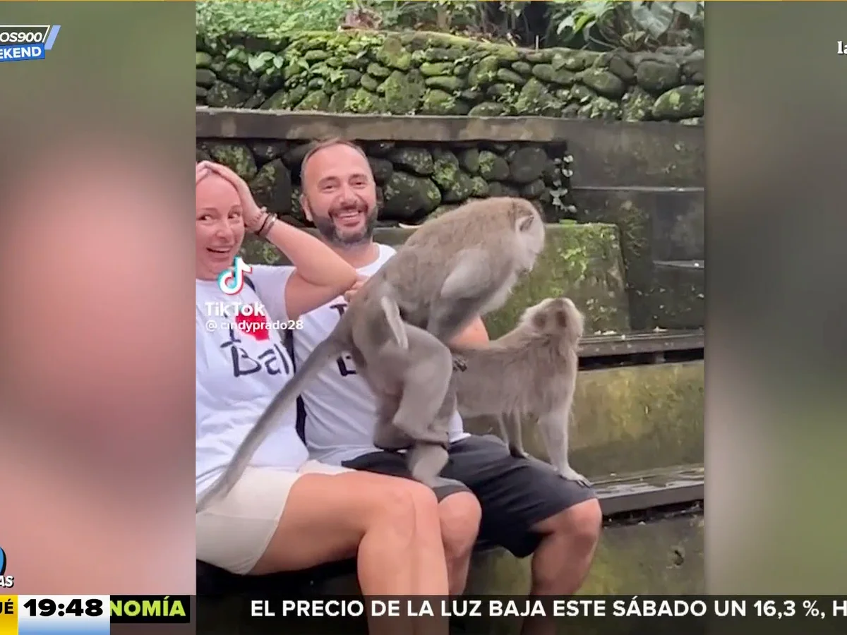 Misericordioso Burro Desconfianza El sorprendente vídeo viral de unos monos apareándose encima de unos  turistas