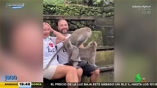 Pareja monos sexo Pareja monos sexo