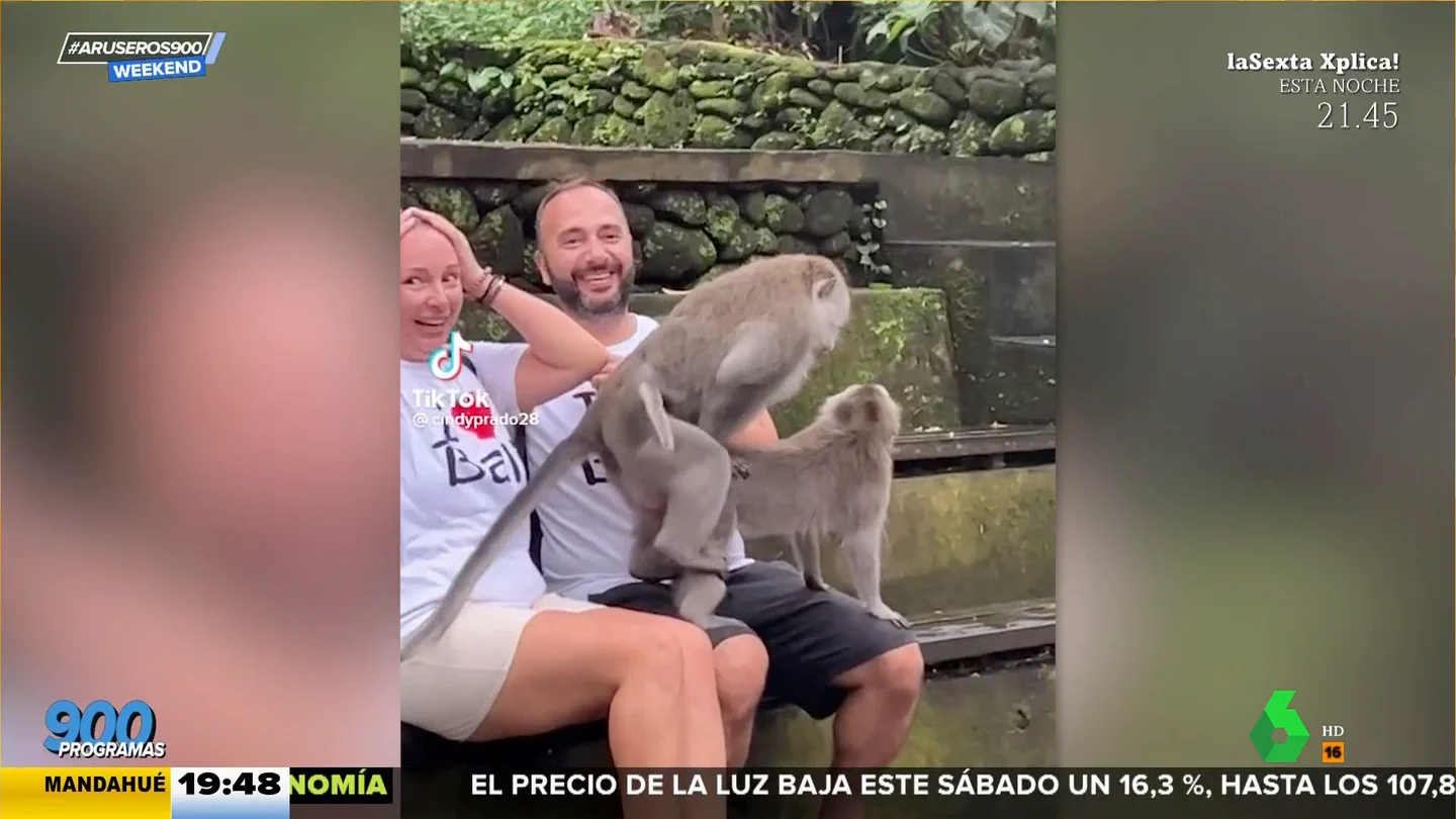 Pareja monos sexo Pareja monos sexo