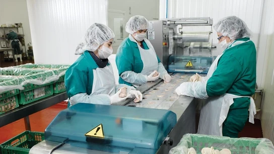 Varias trabajadoras en una fábrica. Varias trabajadoras en una fábrica.