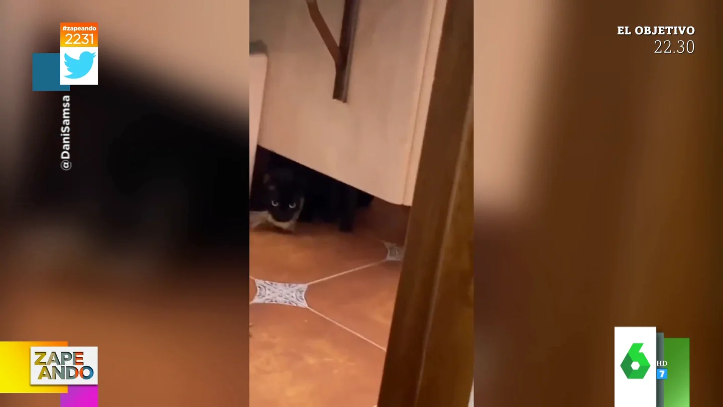 Los gritos de dos chicas al descubrir que su gato lleva una paloma en la boca Los gritos de dos chicas al descubrir que su gato lleva una paloma en la boca