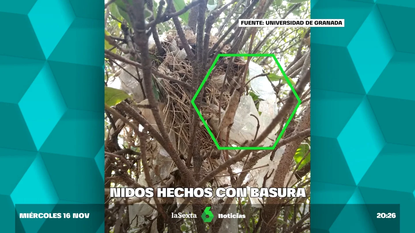 Nidos Nidos
