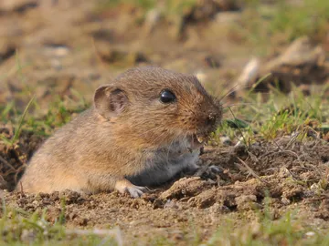 nuevo género y especie de roedor nuevo género y especie de roedor
