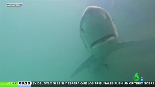 Un tiburón azul aparece en el Club Náutico de Valencia Un tiburón azul aparece en el Club Náutico de Valencia