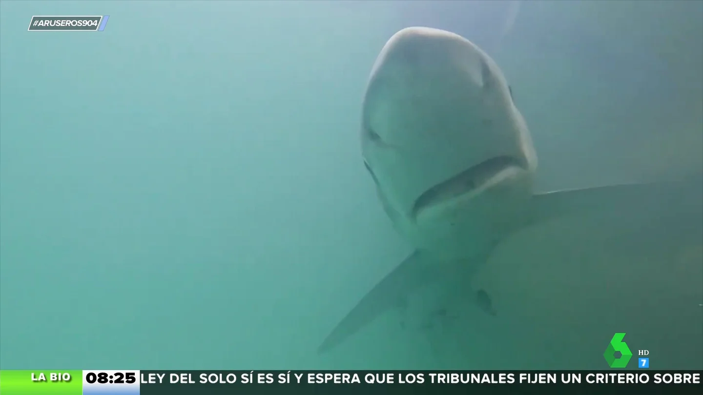 Un tiburón azul aparece en el Club Náutico de Valencia Un tiburón azul aparece en el Club Náutico de Valencia