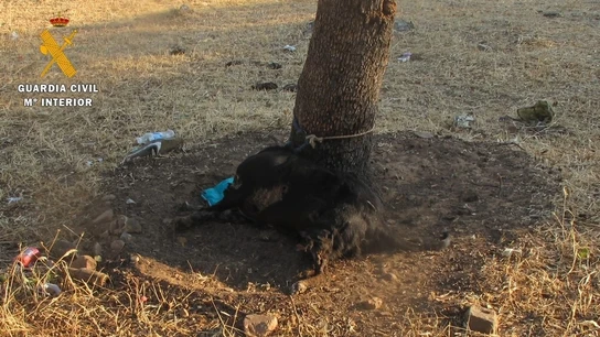 Investigan a un joven en Cáceres por atar a un perro a un árbol sin comida ni agua hasta su muerte Investigan a un joven en Cáceres por atar a un perro a un árbol sin comida ni agua hasta su muerte
