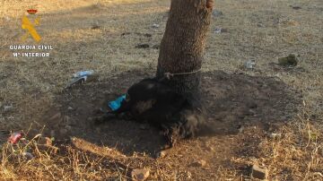 Investigan a un joven en Cáceres por atar a un perro a un árbol sin comida ni agua hasta su muerte 