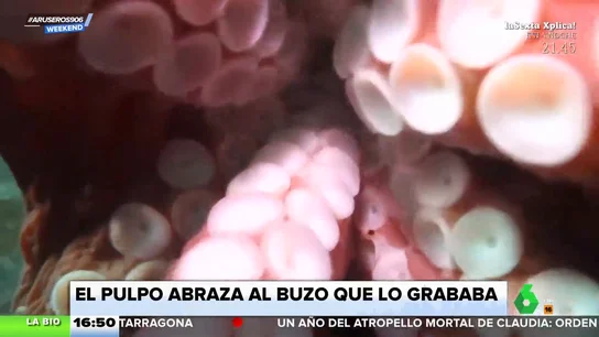 Un buzo graba la sofocante experiencia de ser abrazado por un pulpo Un buzo graba la sofocante experiencia de ser abrazado por un pulpo