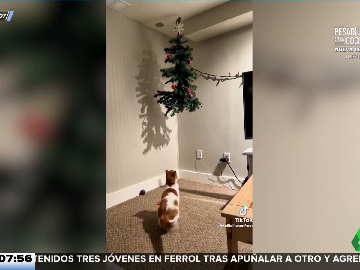 Gatos y 2025 árbol de navidad