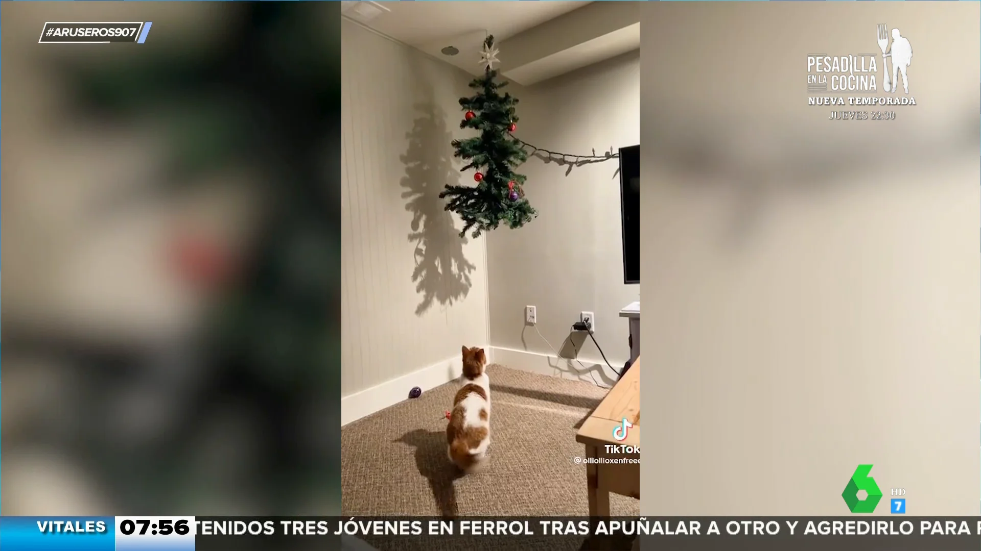 La increíble obsesión de este gato por el árbol de Navidad