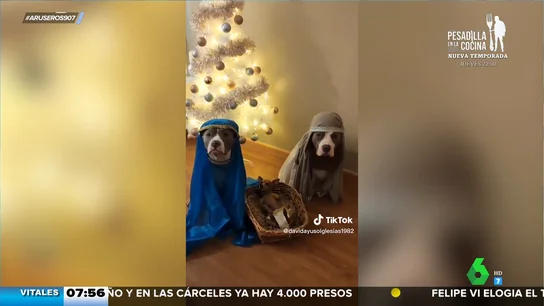Un belén viviente versión canina: "La Virgen María está muy posparto" Un belén viviente versión canina: "La Virgen María está muy posparto"