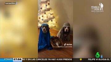 Un belén viviente versión canina: "La Virgen María está muy posparto"